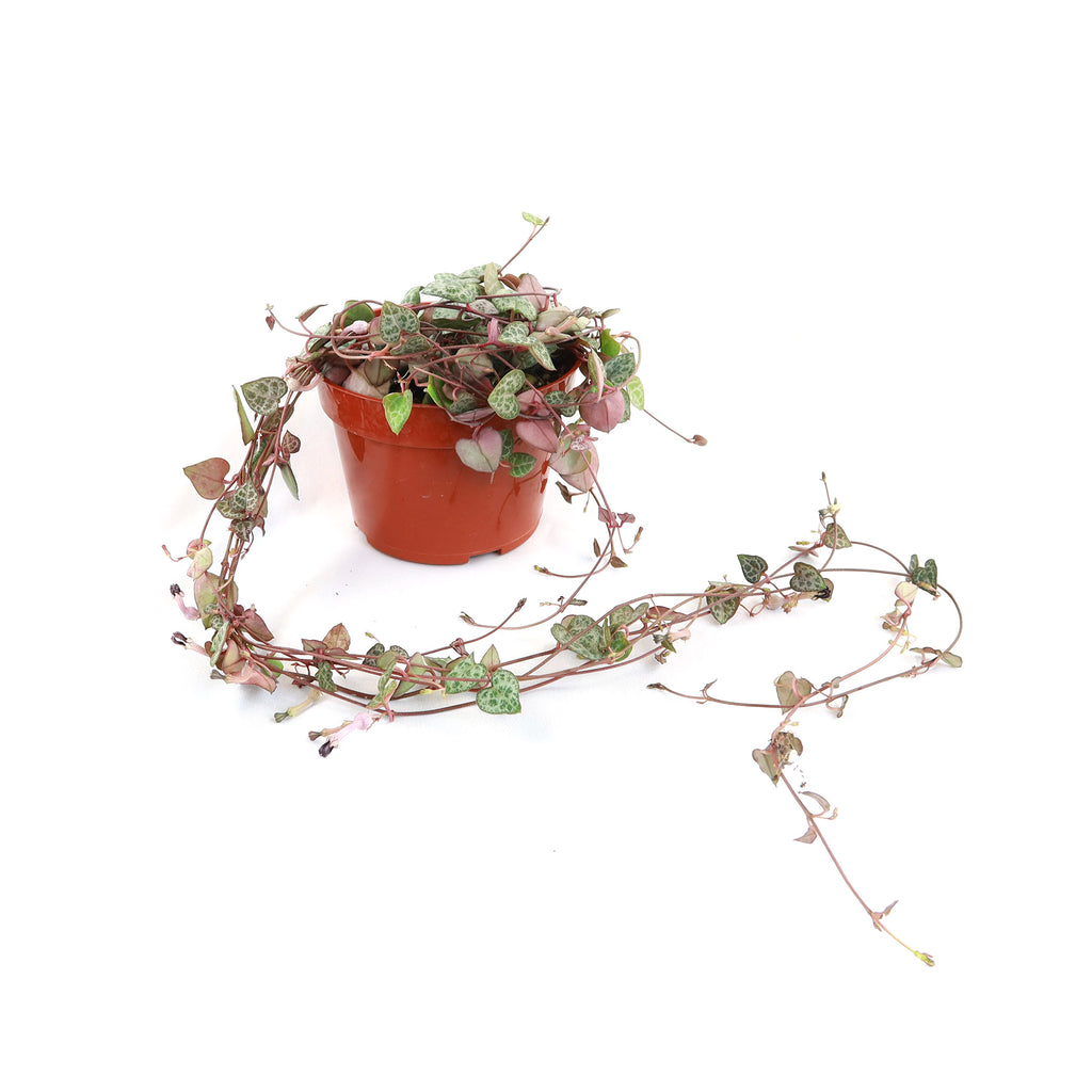 String of Hearts Plant – Ceropegia woodii