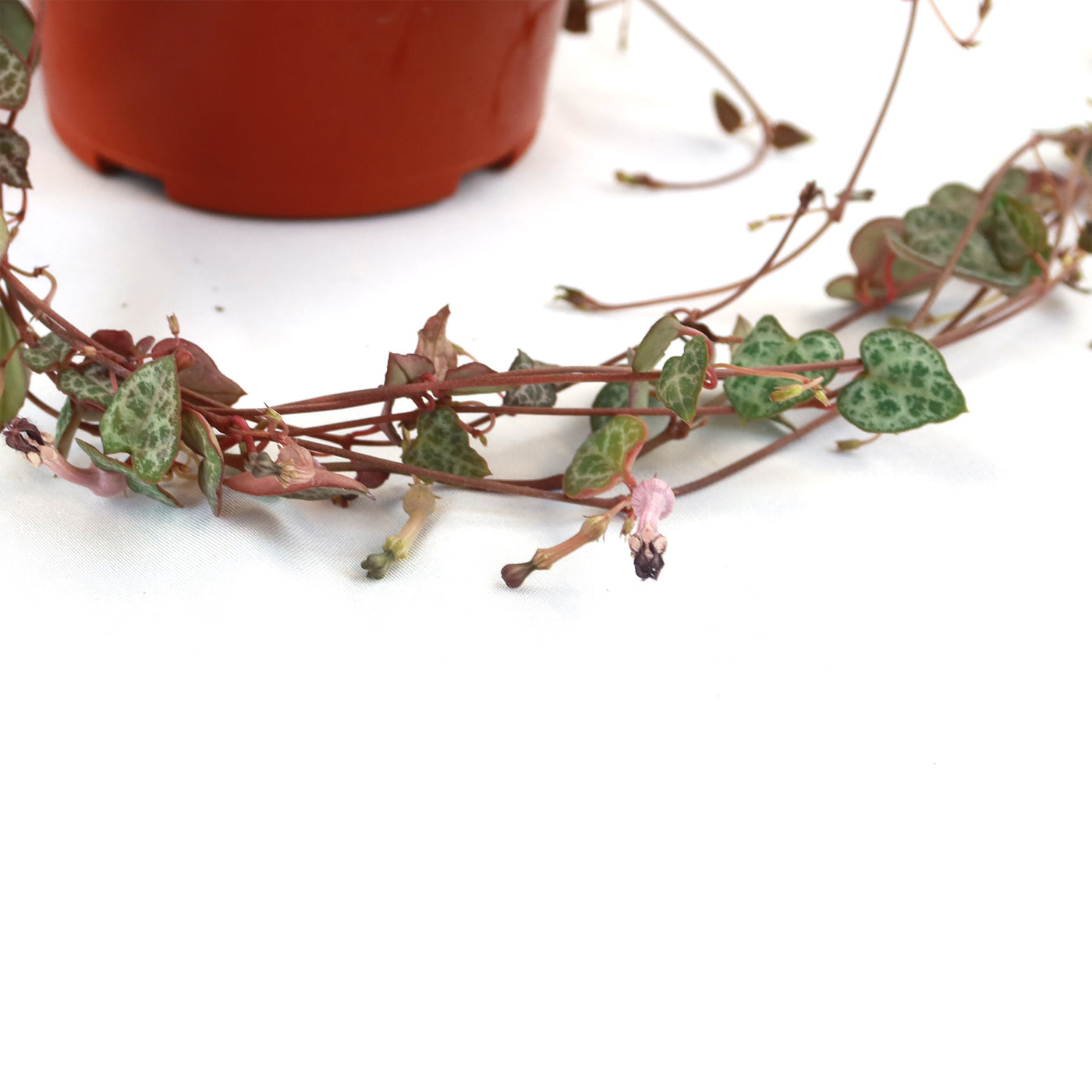 Shop ‘String of Hearts Plant – Ceropegia woodii’ Care and Info | Planet ...