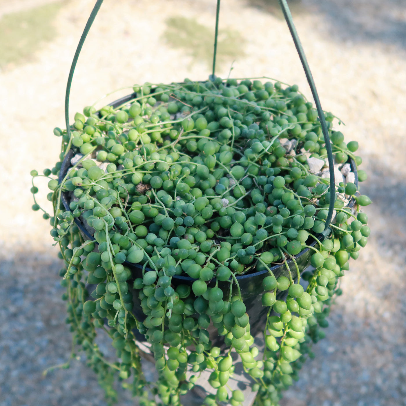 String of Pearls 'Senecio rowleyanus'