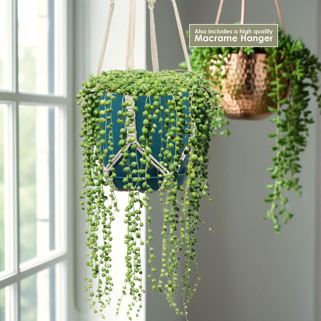 String of Pearls &