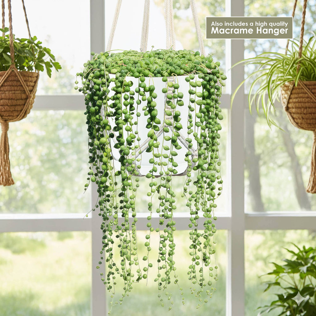 String of Pearls (Senecio rowleyanus) in a sunny window, hanging in a premium macrame planter with lush plants nearby.