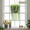 String of Pearls (Senecio rowleyanus) in a black hanging planter with a macrame hanger by a bright window, other plants on the sill.