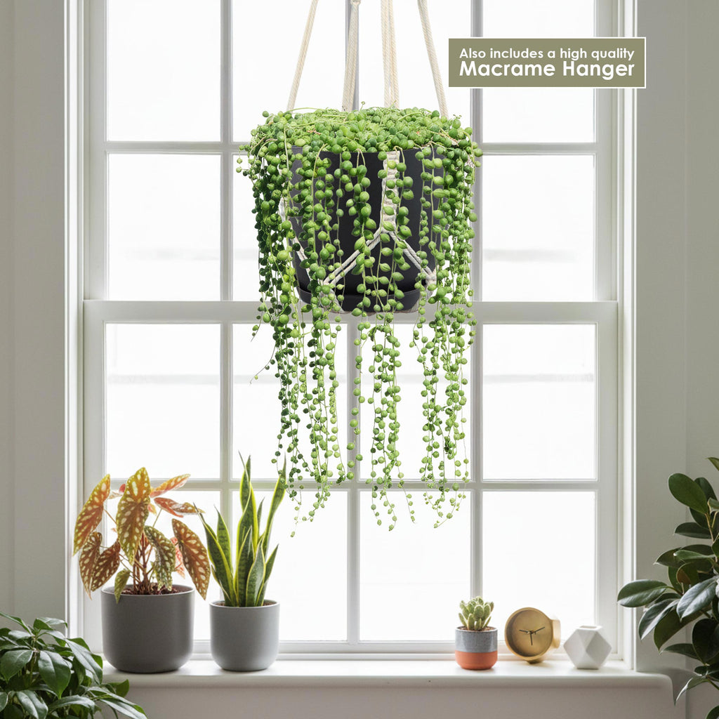 String of Pearls (Senecio rowleyanus) in a black hanging planter with a macrame hanger by a bright window, other plants on the sill.