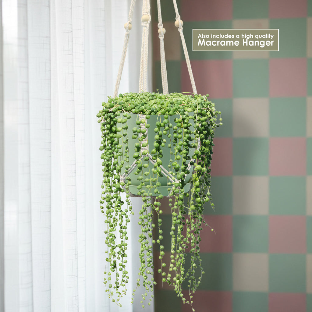 A String of Pearls plant in a light green pot hangs from a white macrame hanger by a window with a pastel green and pink checkered wall.