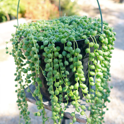 String of Pearls 'Senecio rowleyanus'