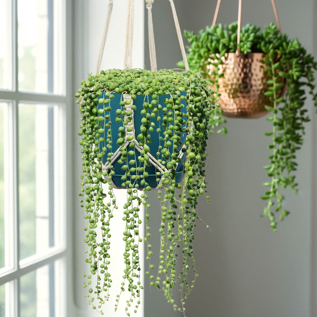 String of Pearls &