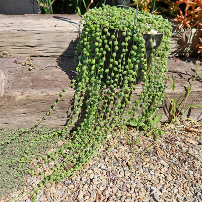 String of Pearls 'Senecio rowleyanus'