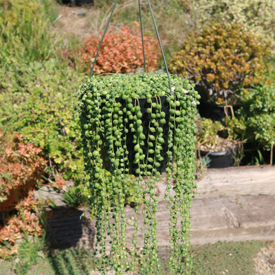 String of Pearls 'Senecio rowleyanus'