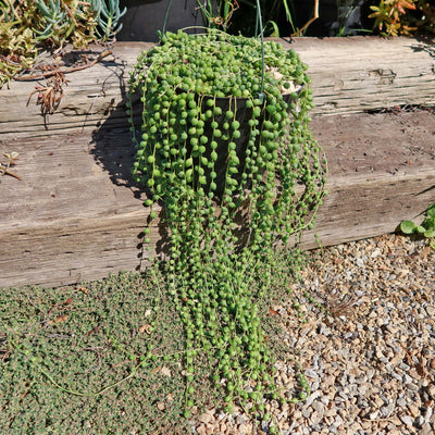 String of Pearls 'Senecio rowleyanus'