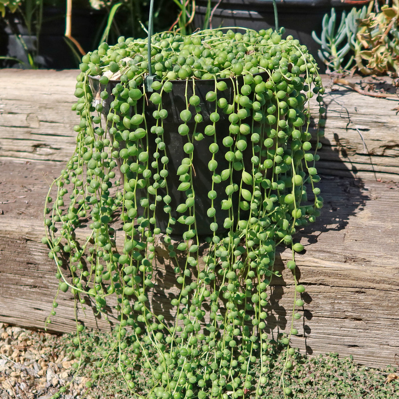 String of Pearls 'Senecio rowleyanus'