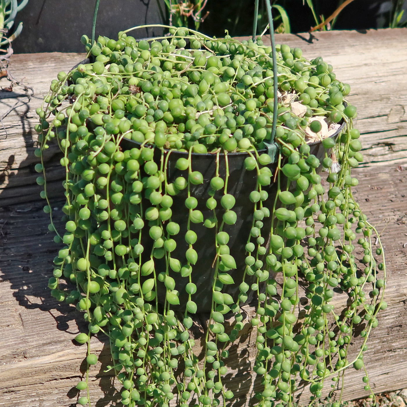 String of Pearls 'Senecio rowleyanus'