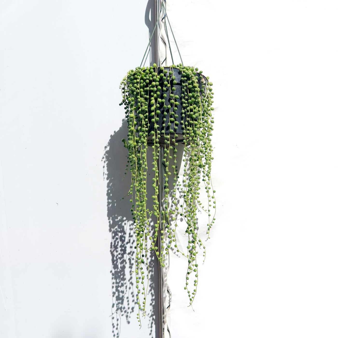 artificial string of pearls succulent String of Pearls 'Senecio rowleyanus' 4" Pot / Black / With Pot