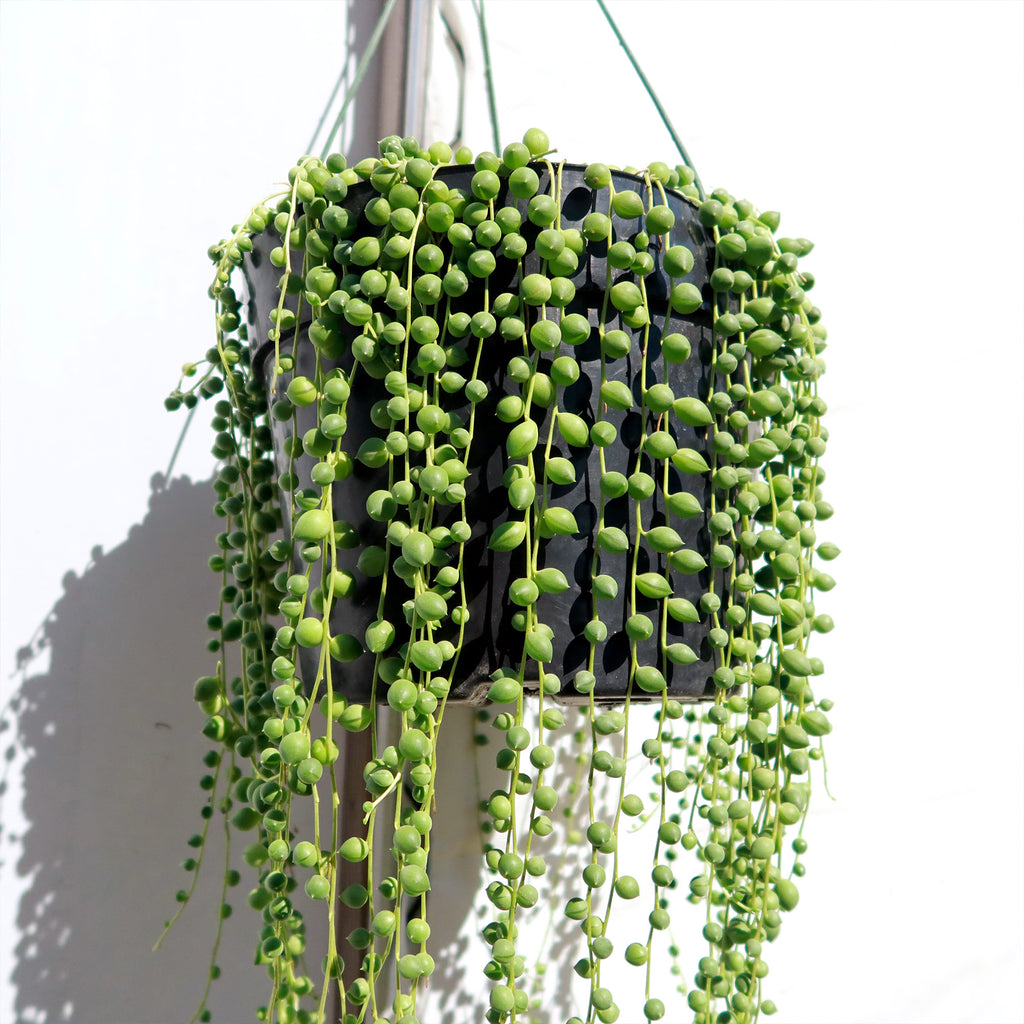 String of Pearls &