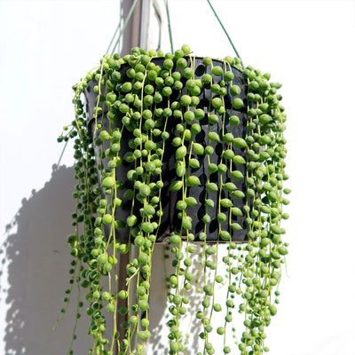 String of Pearls 'Senecio rowleyanus'