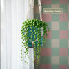String of Pearls (Senecio rowleyanus) in a blue pot with a macrame hanger by a window with sheer curtains and pastel checkered wall.