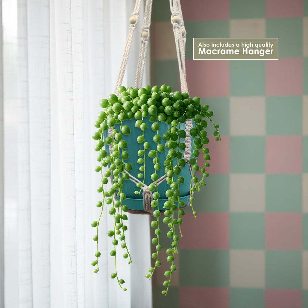 String of Pearls (Senecio rowleyanus) in a blue pot with a macrame hanger by a window with sheer curtains and pastel checkered wall.