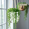 A String of Pearls plant in a white pot with cream macrame hanger near a window; blurred copper pot plant in background.