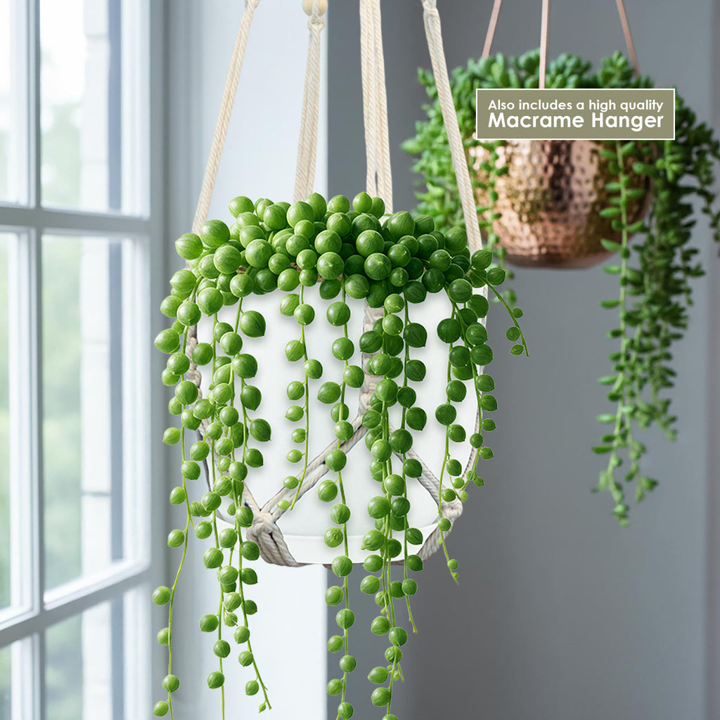 A String of Pearls plant in a white pot with cream macrame hanger near a window; blurred copper pot plant in background.