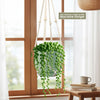 String of Pearls (Senecio rowleyanus) in a green pot hangs by a window in a cream macrame hanger, sunlight on books and a cup.