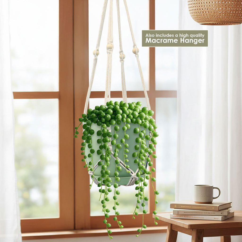 String of Pearls (Senecio rowleyanus) in a green pot hangs by a window in a cream macrame hanger, sunlight on books and a cup.