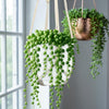 String of Pearls &