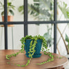 String of raindrops - Curio Herreianus Hybrid