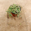 A potted String of Spades Plant (Ceropegia woodii ‘Heartless’) with green and pink variegated leaves cascading over a table.