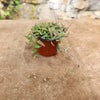 The String of Spades Plant (Ceropegia woodii ‘Heartless’) features cascading leaves, adding a unique, trailing charm to any indoor space.