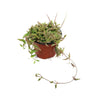 Small potted String of Spades plant (Ceropegia woodii ‘Heartless’) with trailing green and purple-tinted leaves on white background.