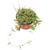 Small potted String of Spades plant with trailing green and reddish pointed leaves, displayed against a white background.
