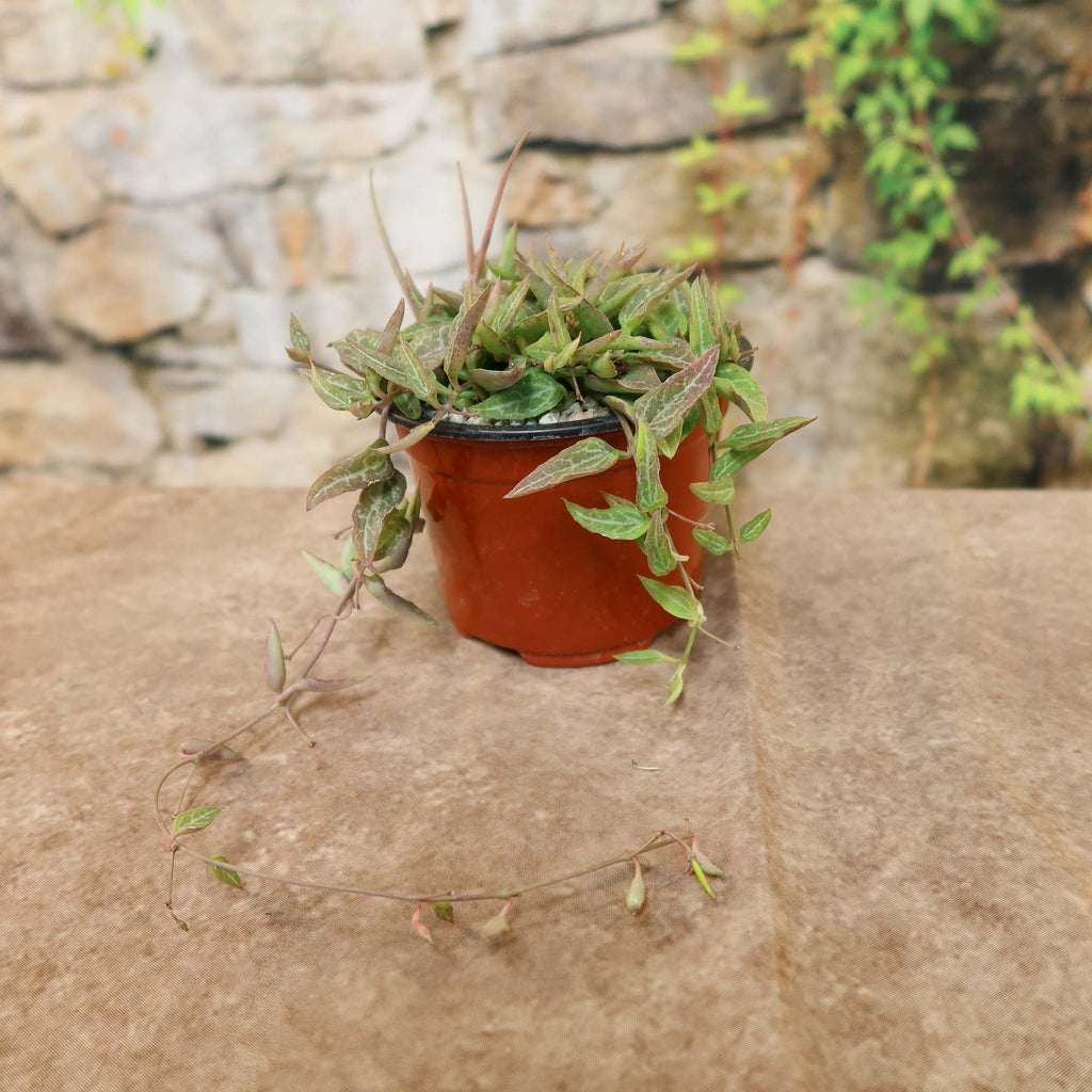 Ceropegia woodii ‘Heartless’ String of Spades plant with trailing green and purple leaves in a small pot on a brown surface.