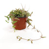 String of Spades Plant (Ceropegia woodii ‘Heartless’) in a brown plastic pot with trailing green and reddish leaves, on white background.