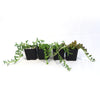 String of Things Plant – Senecio (4 Packs)