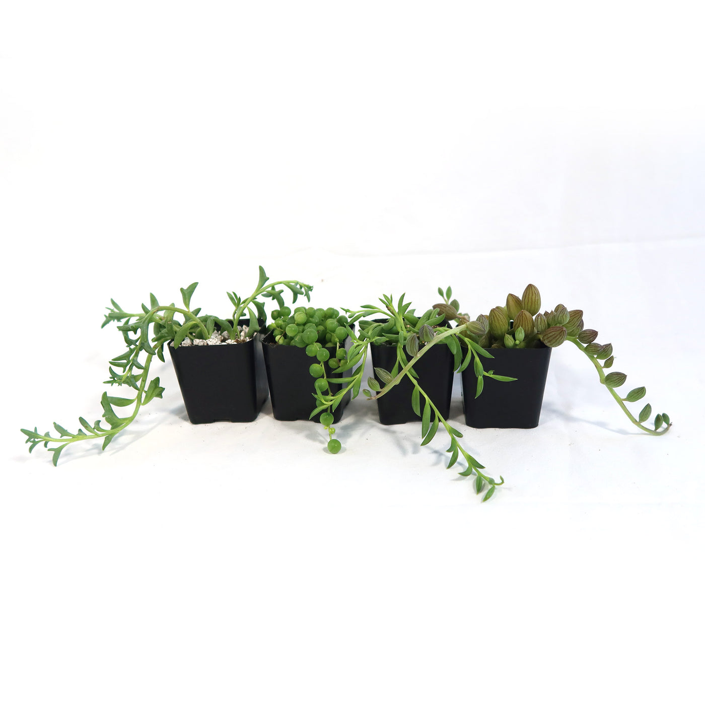 full sun hanging plants bunnings String of Things Plant – Senecio (4 Packs) 4" Pot