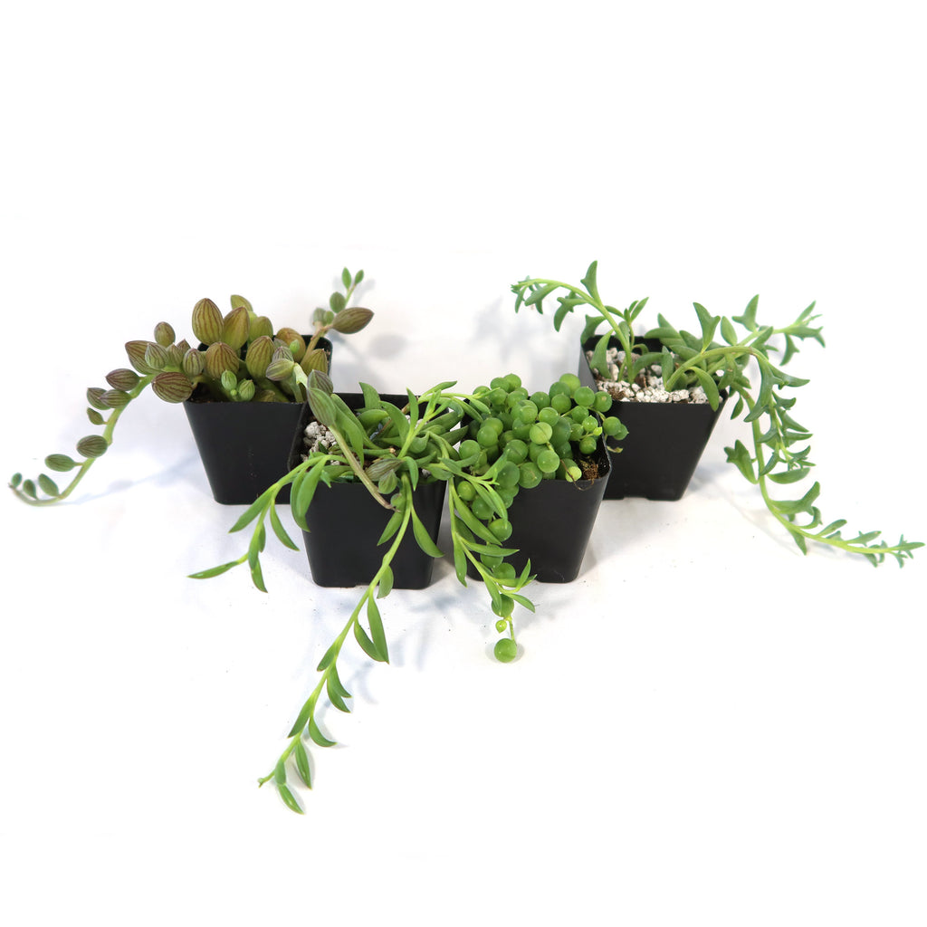String of Things Plant – Senecio (4 Packs)
