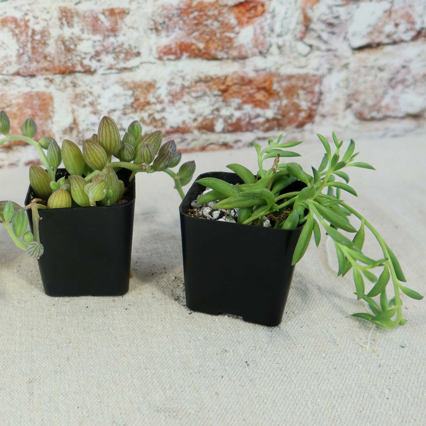 senecio indoor plant String of Things Plant – Senecio (4 Packs) 4" Pot