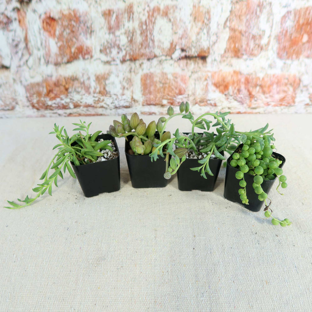 String of Things Plant – Senecio (4 Packs)
