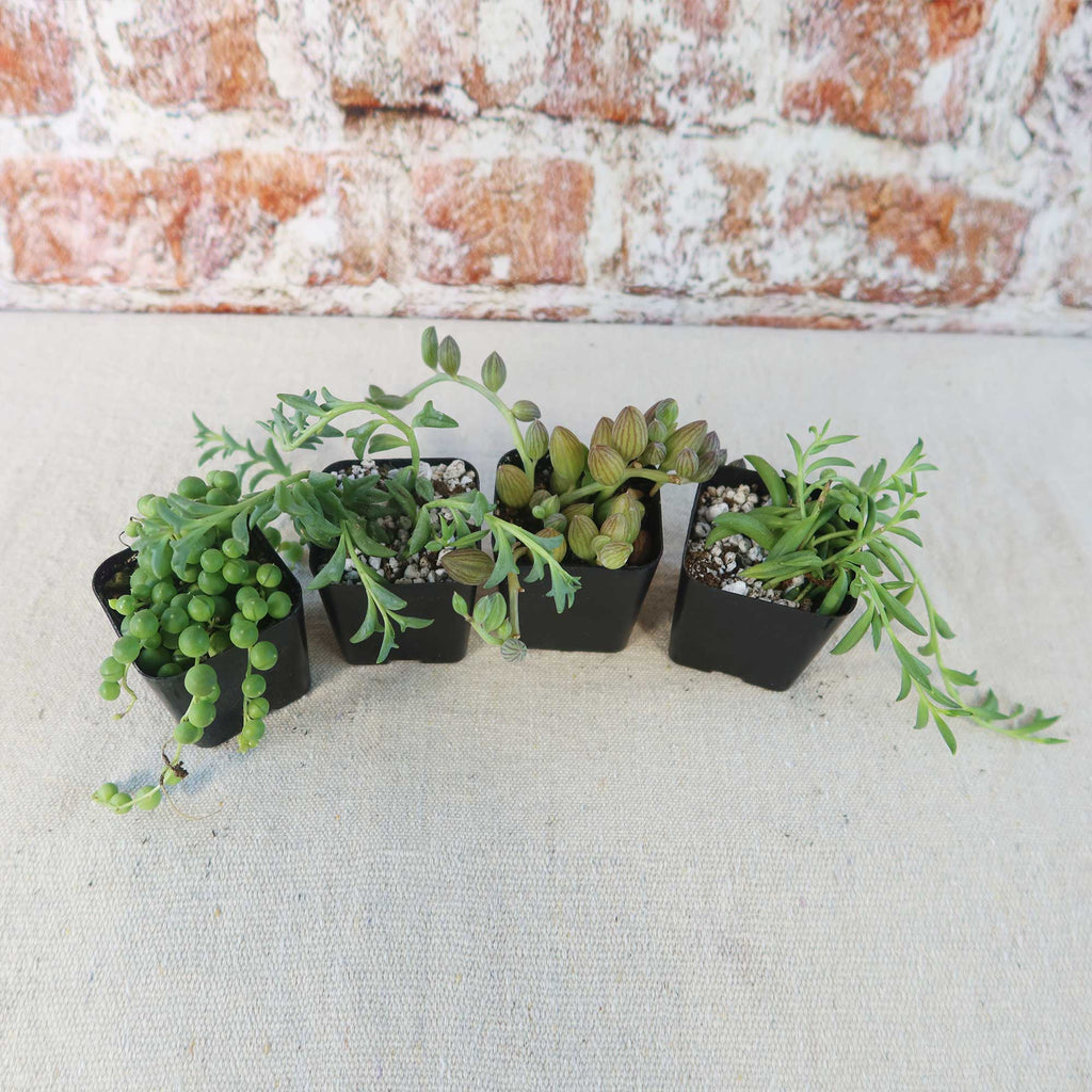String of Things Plant – Senecio (4 Packs)