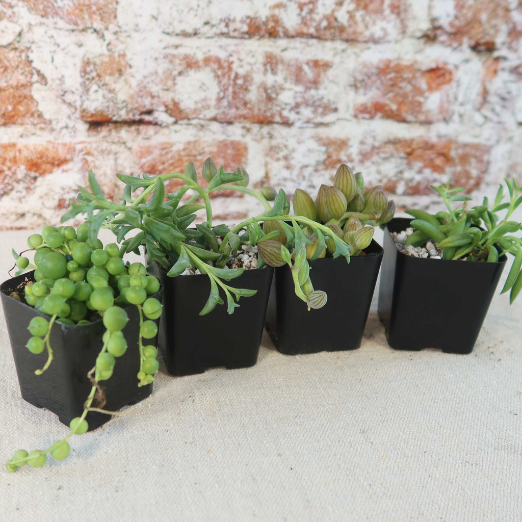 String of Things Plant – Senecio (4 Packs)