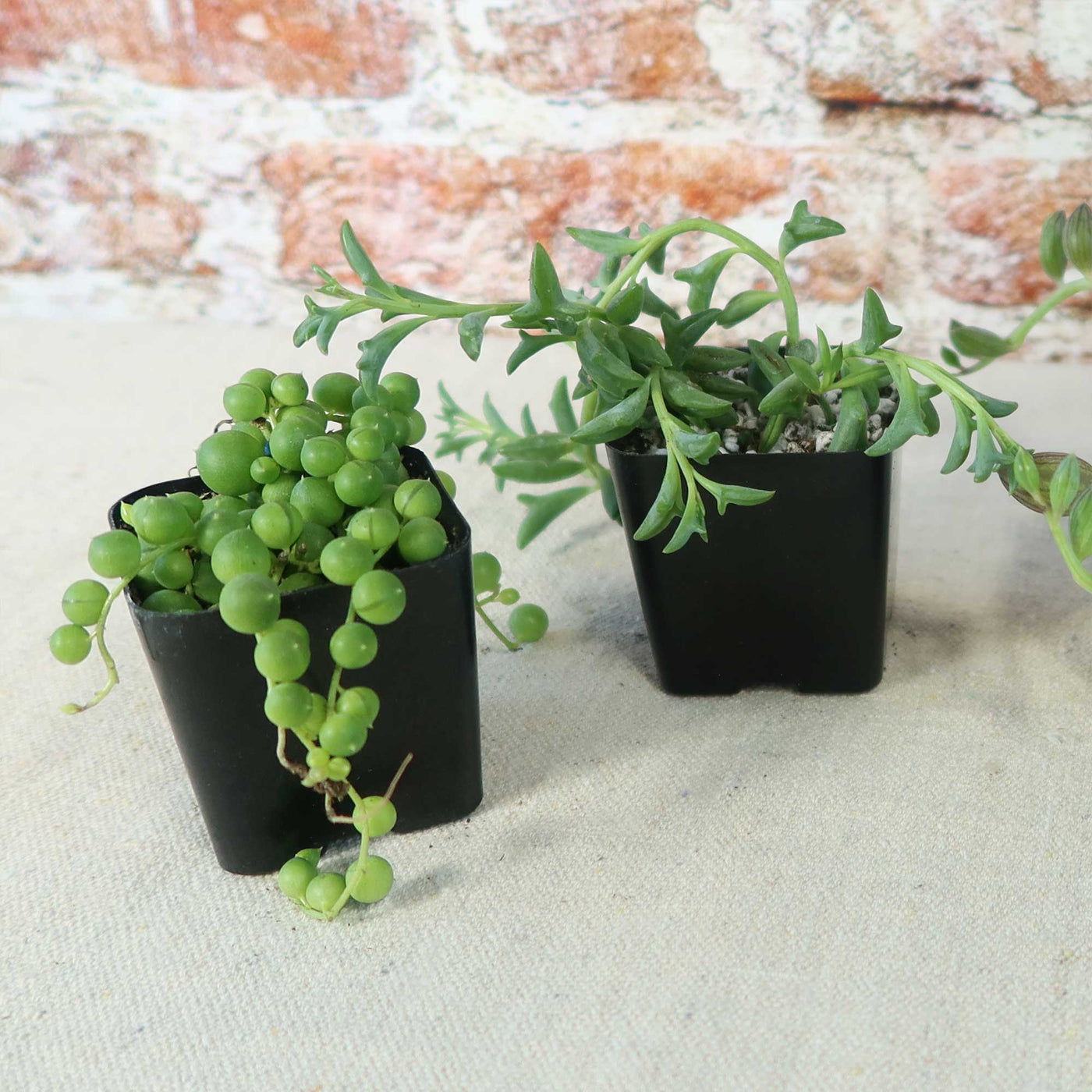 succulent things String of Things Plant – Senecio (4 Packs) 4" Pot