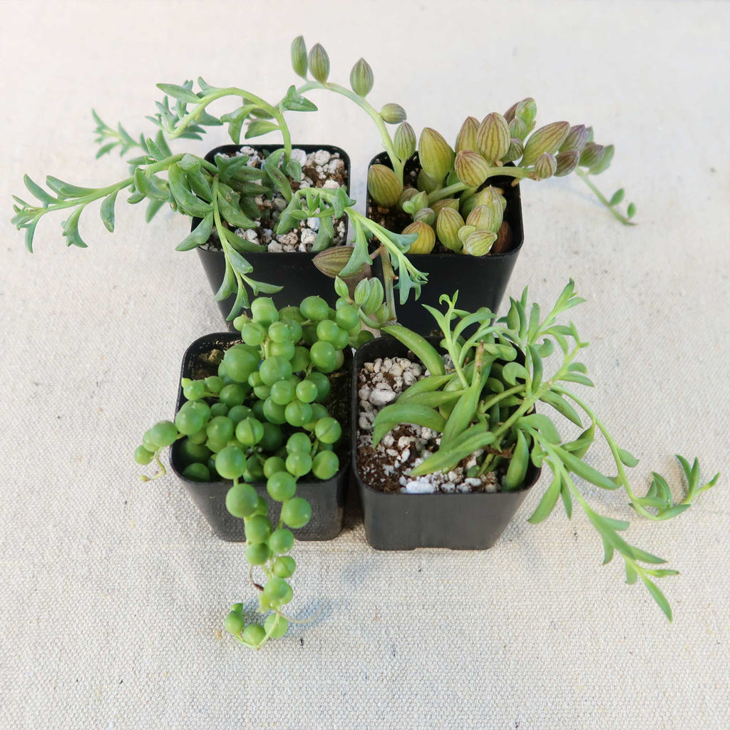 String of Things Plant – Senecio (4 Packs)