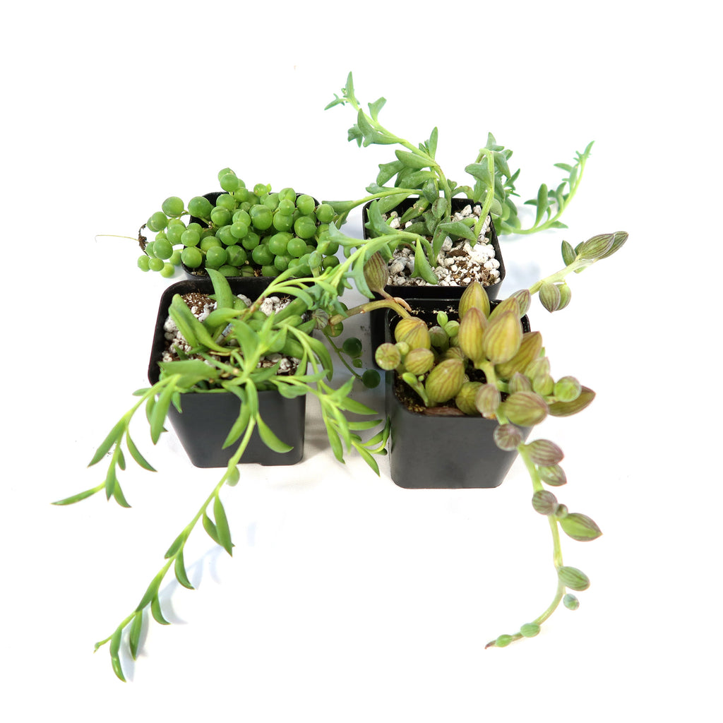 String of Things Plant – Senecio (4 Packs)