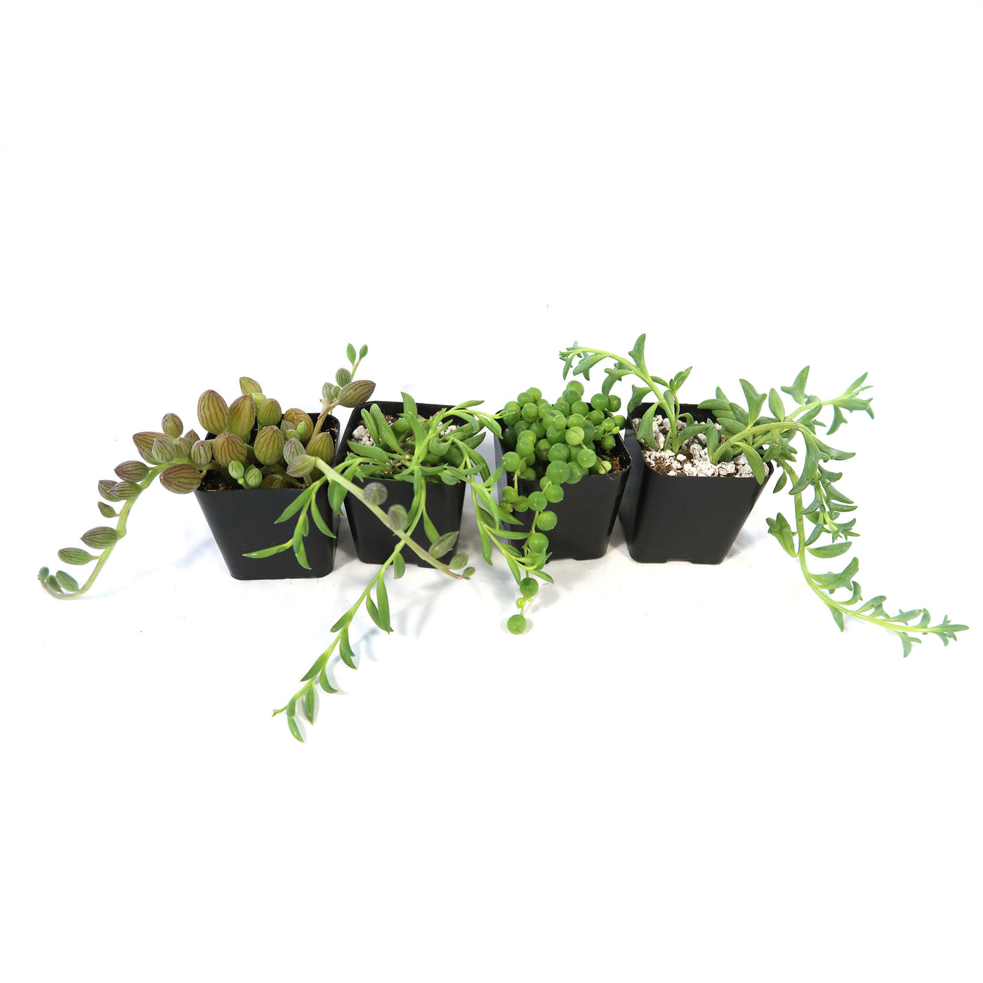 string bean succulent plant String of Things Plant – Senecio (4 Packs) 4" Pot