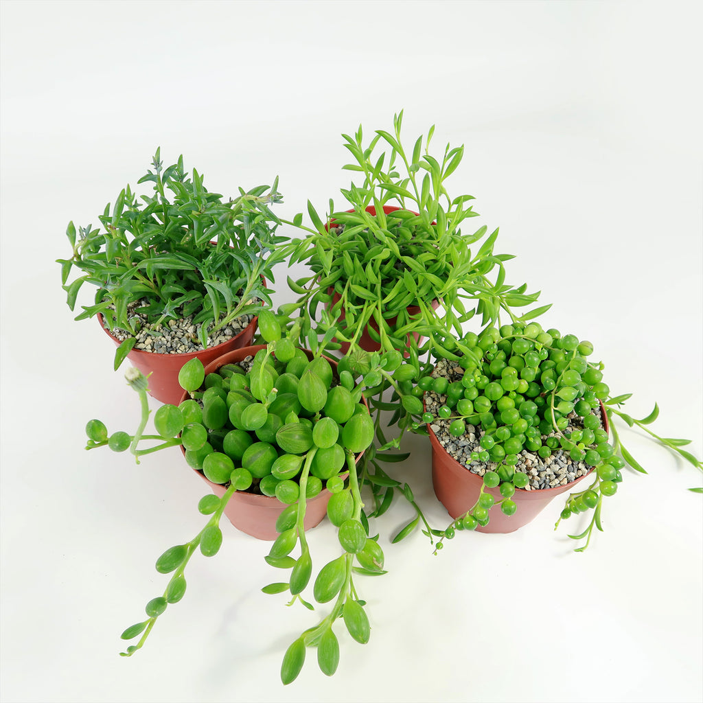 String of Things Plant – Senecio (4 Packs)
