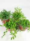 String of Things Plant – Senecio (4 Packs)