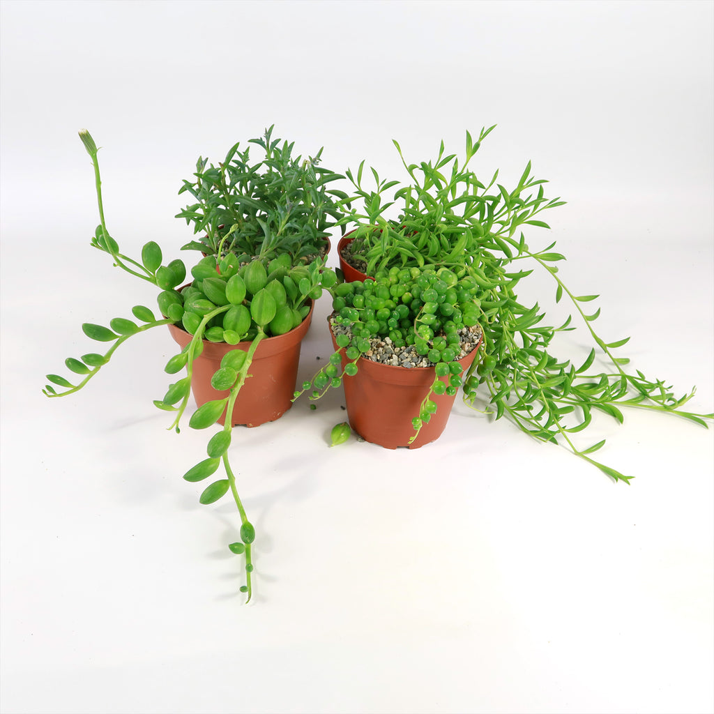 String of Things Plant – Senecio (4 Packs)