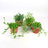 String of Things Plant – Senecio (4 Packs)
