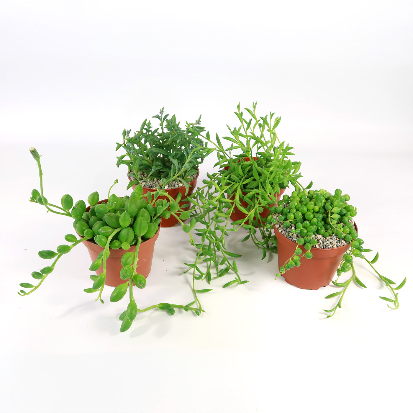 types of senecio succulents String of Things Plant – Senecio (4 Packs) 2" Pot