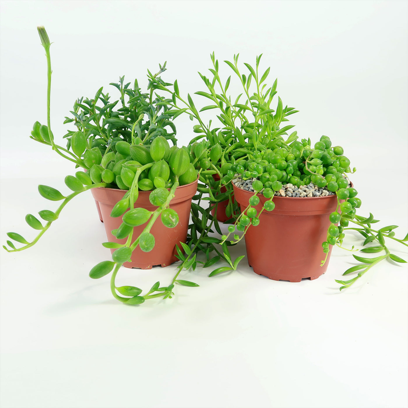 senecio indoor plant Shop 'String of Things plant' For Sale