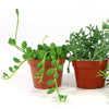 String of Things Plant – Senecio (4 Packs)